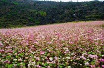 Hoa Tam giác mạch